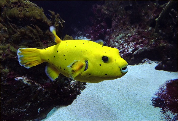 Arothron citrinellus - Zitronen Kugelfisch Show XXL