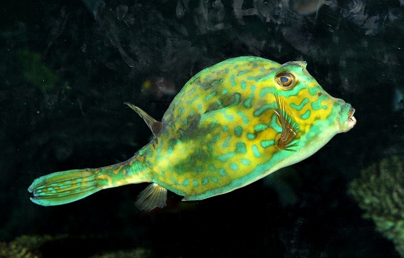 Acanthostracion quadricornis - Gemalter Kofferfisch