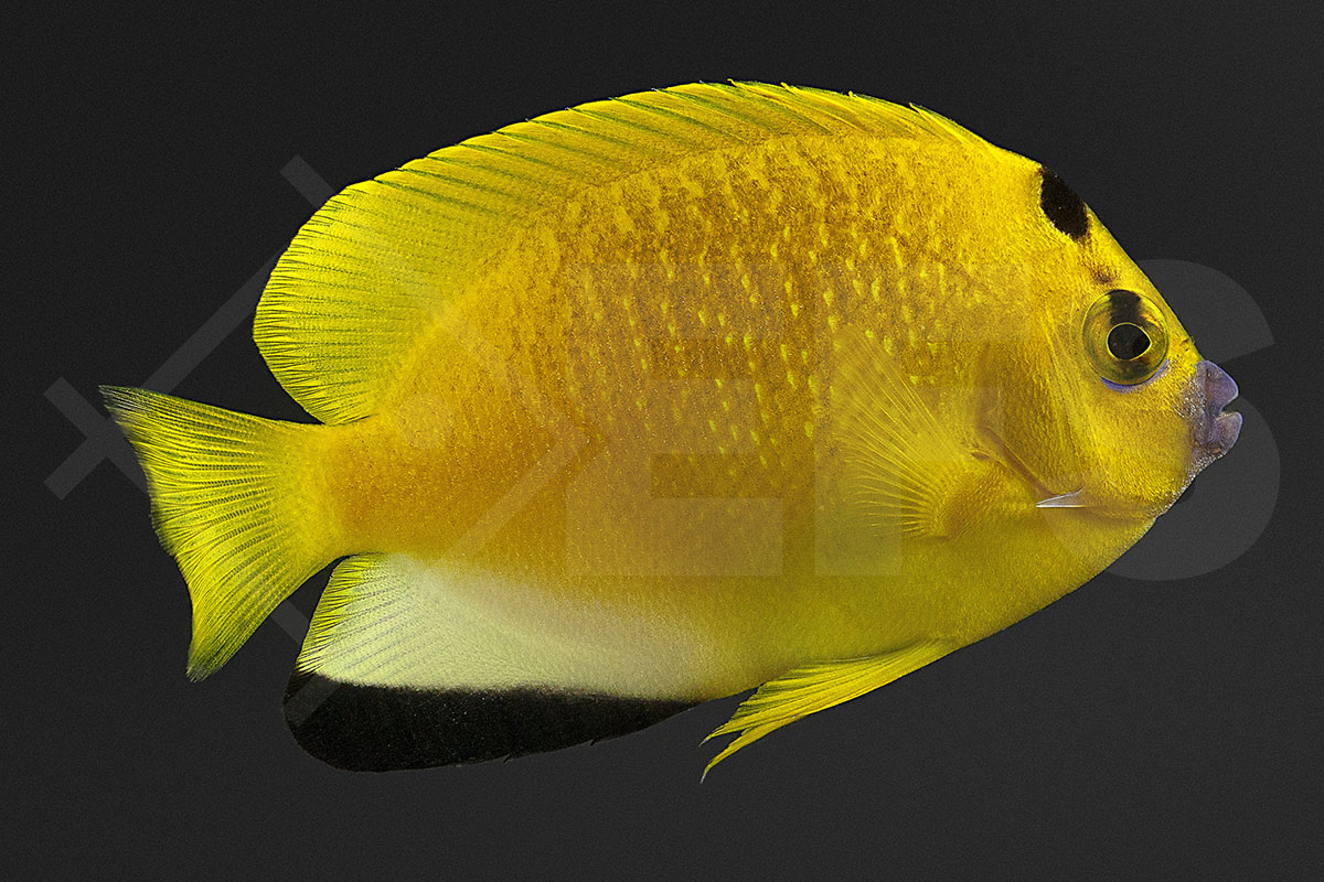 Apolemichthys trimaculatus - Dreipunkt-Kaiserfisch