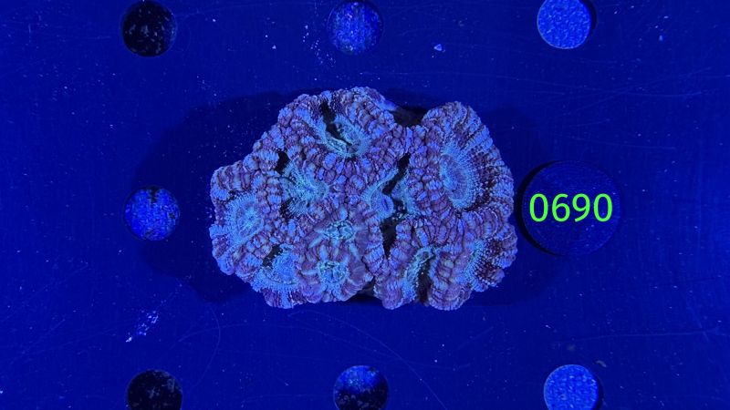 Acanthastrea sp. WYSIWYG 0690