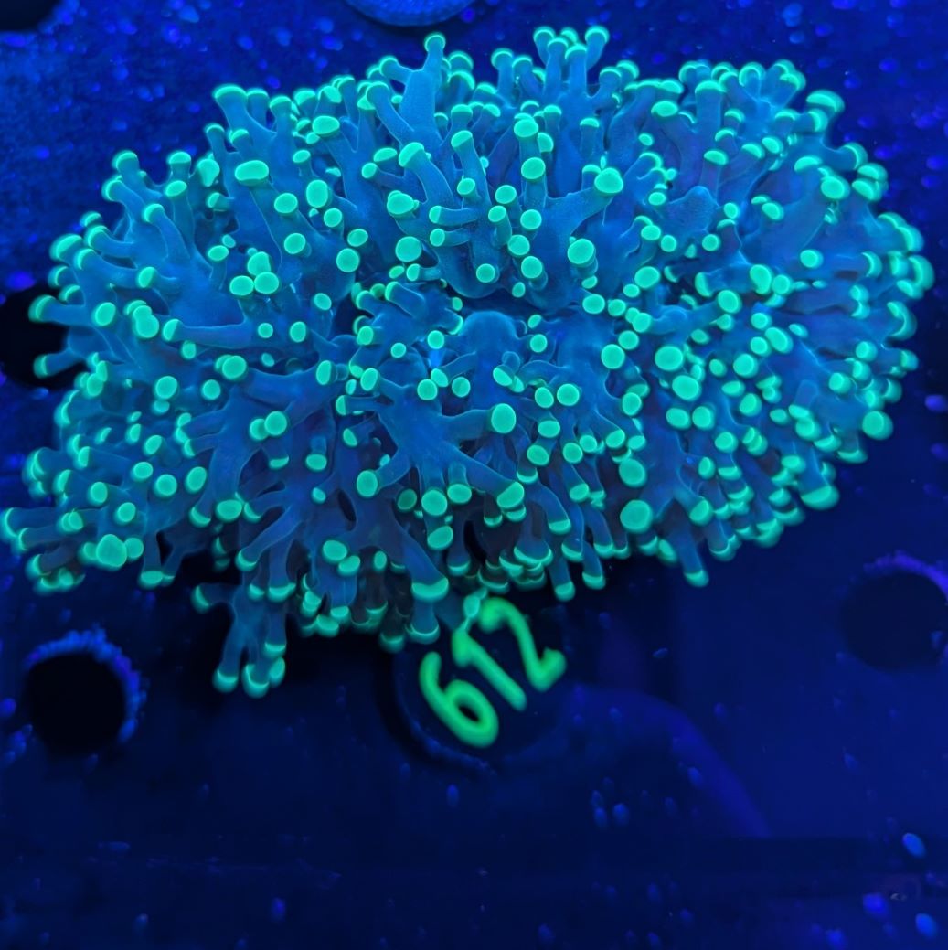 Euphyllia divisa  aussi WYSIWYG 0612
