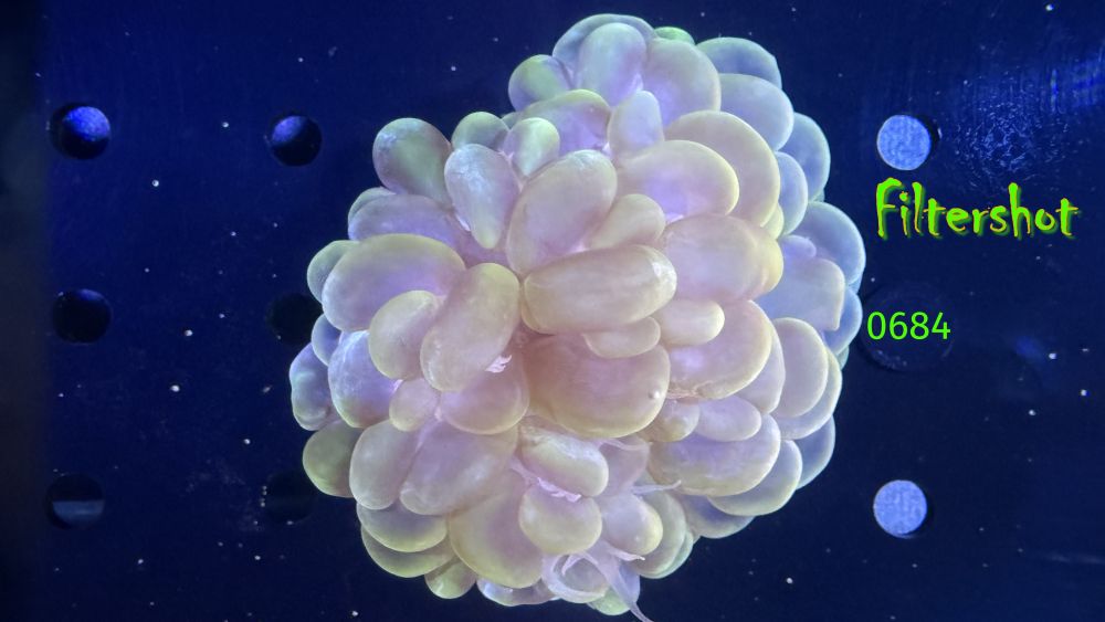 Plerogyra sinuosa - Blasenkoralle WYSIWYG 0684