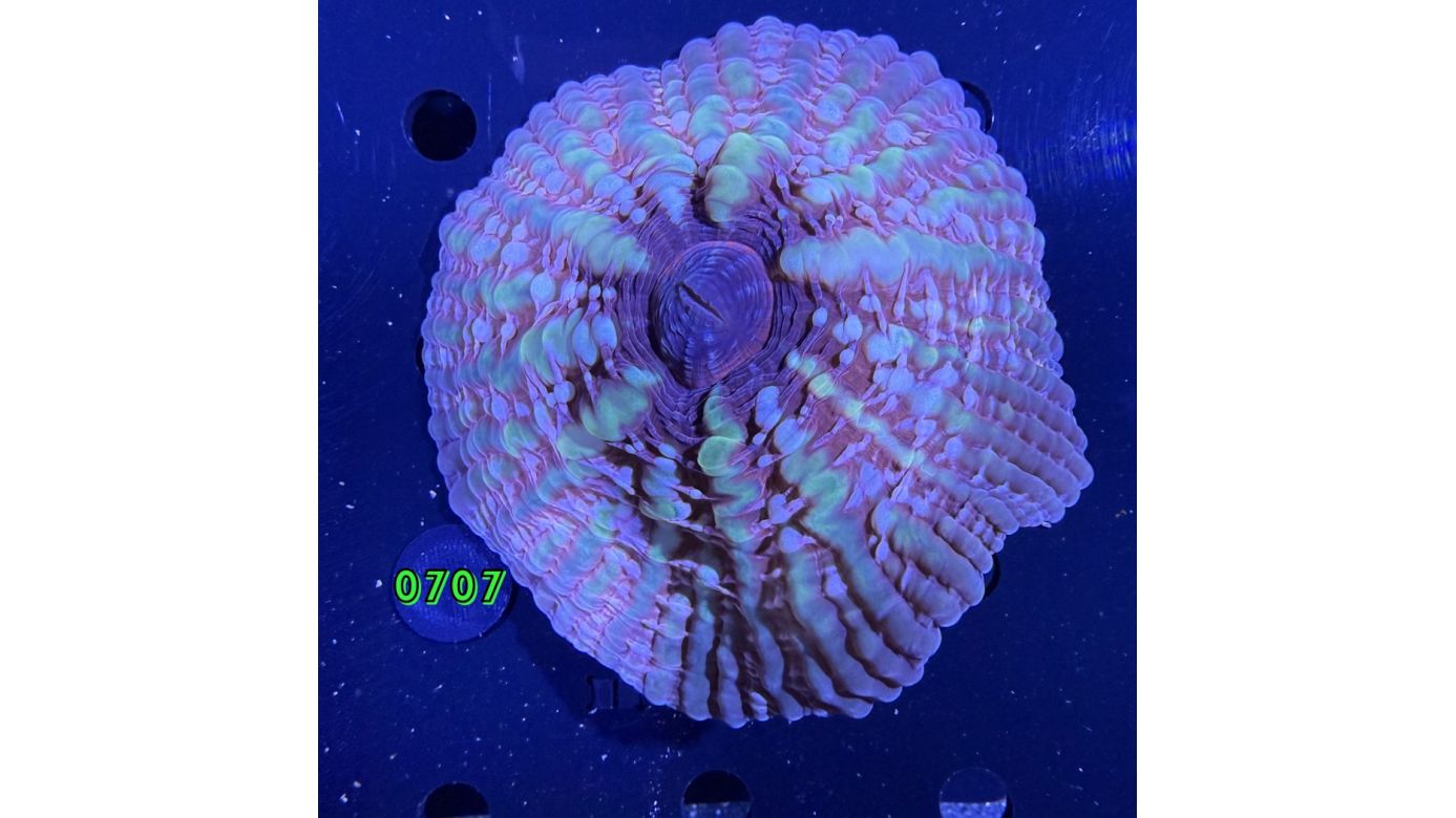 Cynarina lacrymalis WYSIWYG 0707