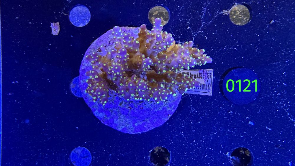 Acropora sp. WYSIWYG 0121
