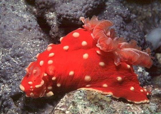 Gymnodoris aurita - Erdbeerschnecke