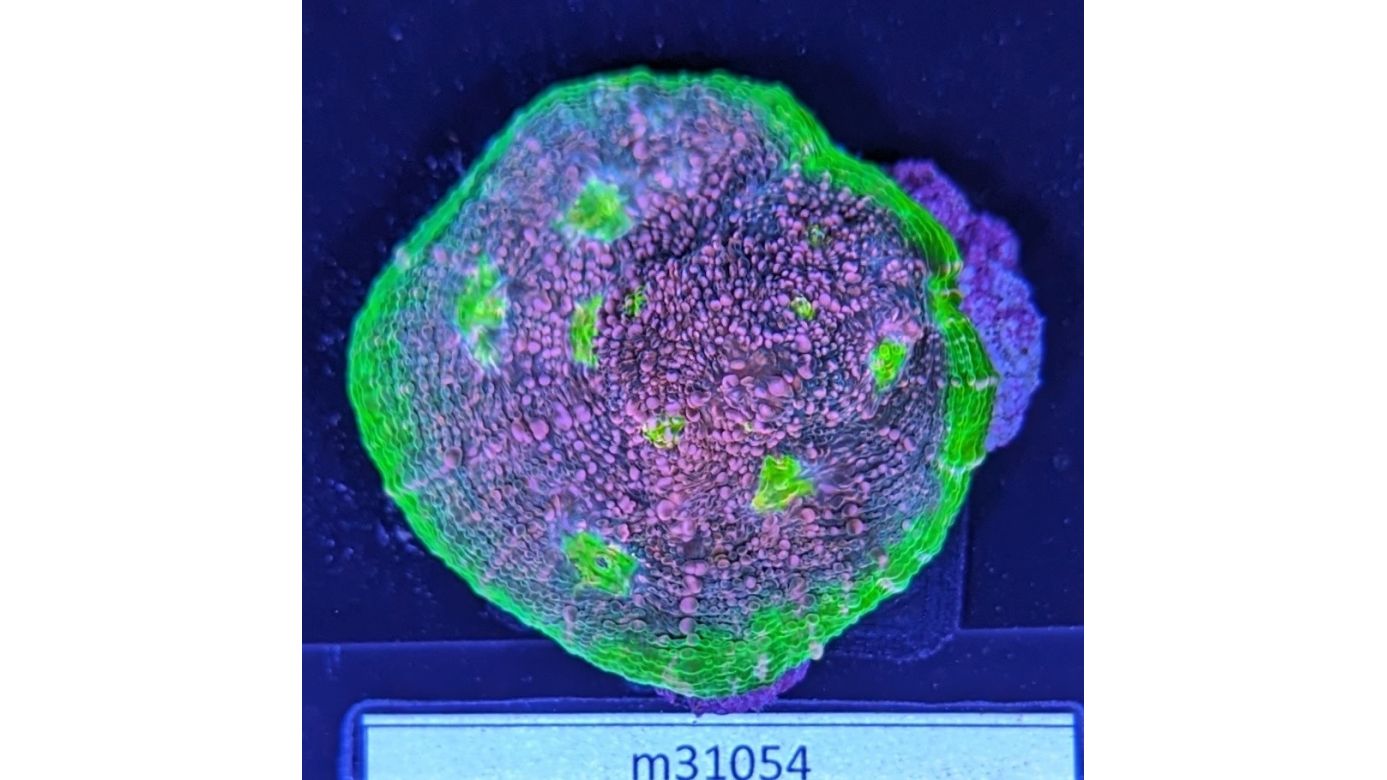 Echinophyllia echinoporoides - Kelchkoralle Watermelon Deutsche Nachzucht 0039