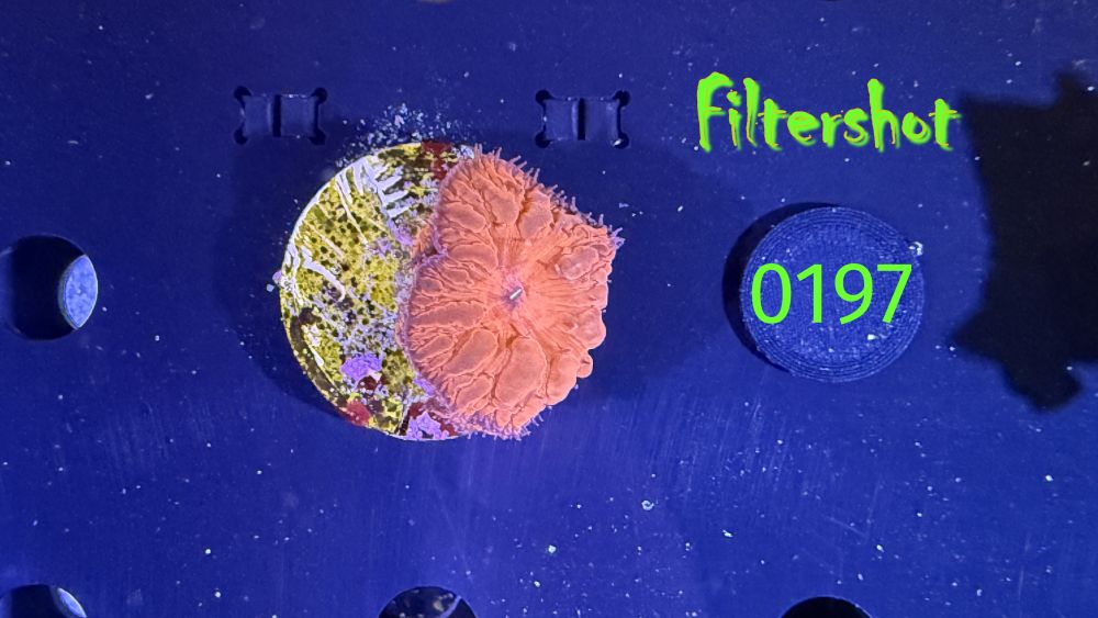 Blastomussa wellsi - Hirnkoralle Rot PPNZ 197