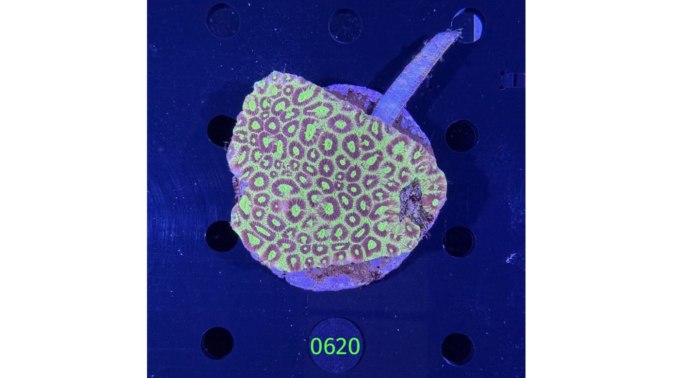 Favia sp. WYSIWYG 0620