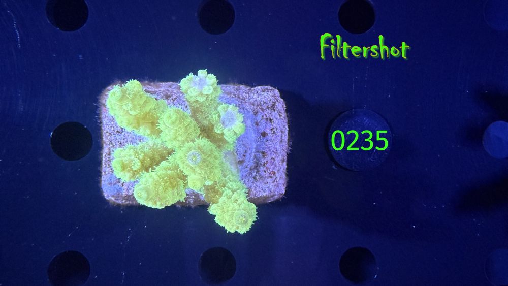 Acropora sp. WYSIWYG 0235