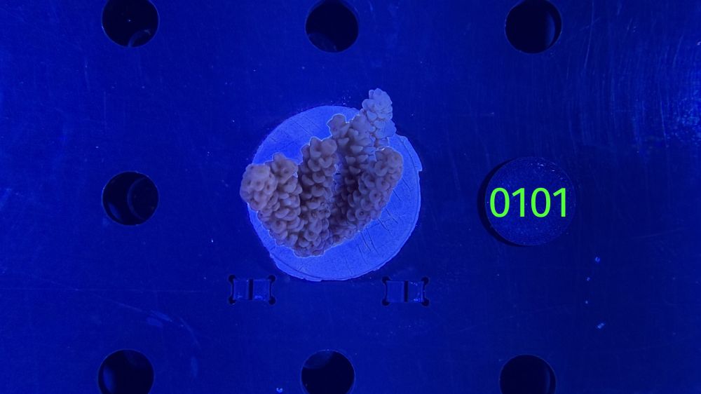 Acropora sp. WYSIWYG 0101