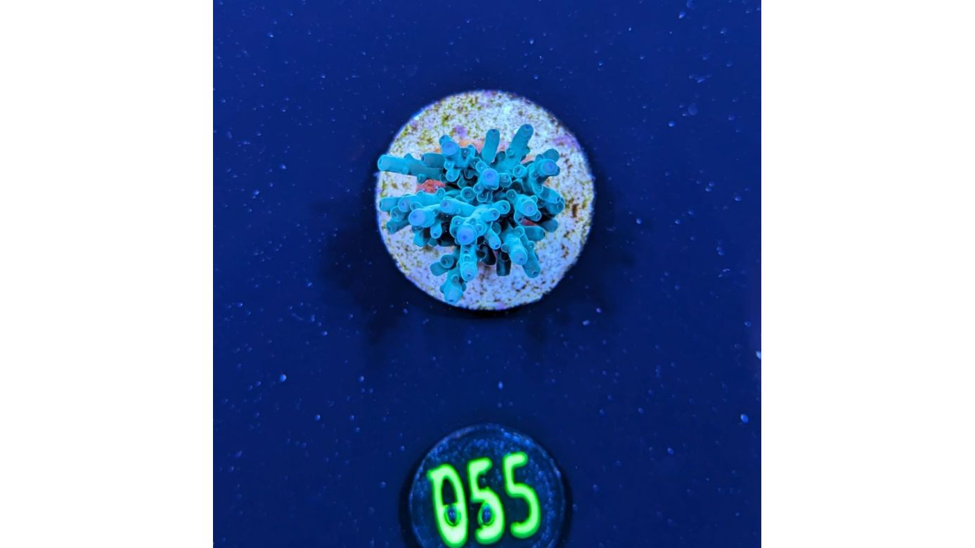 Acropora echinata - Steinkoralle Blau Deutsche Nachzucht 0055