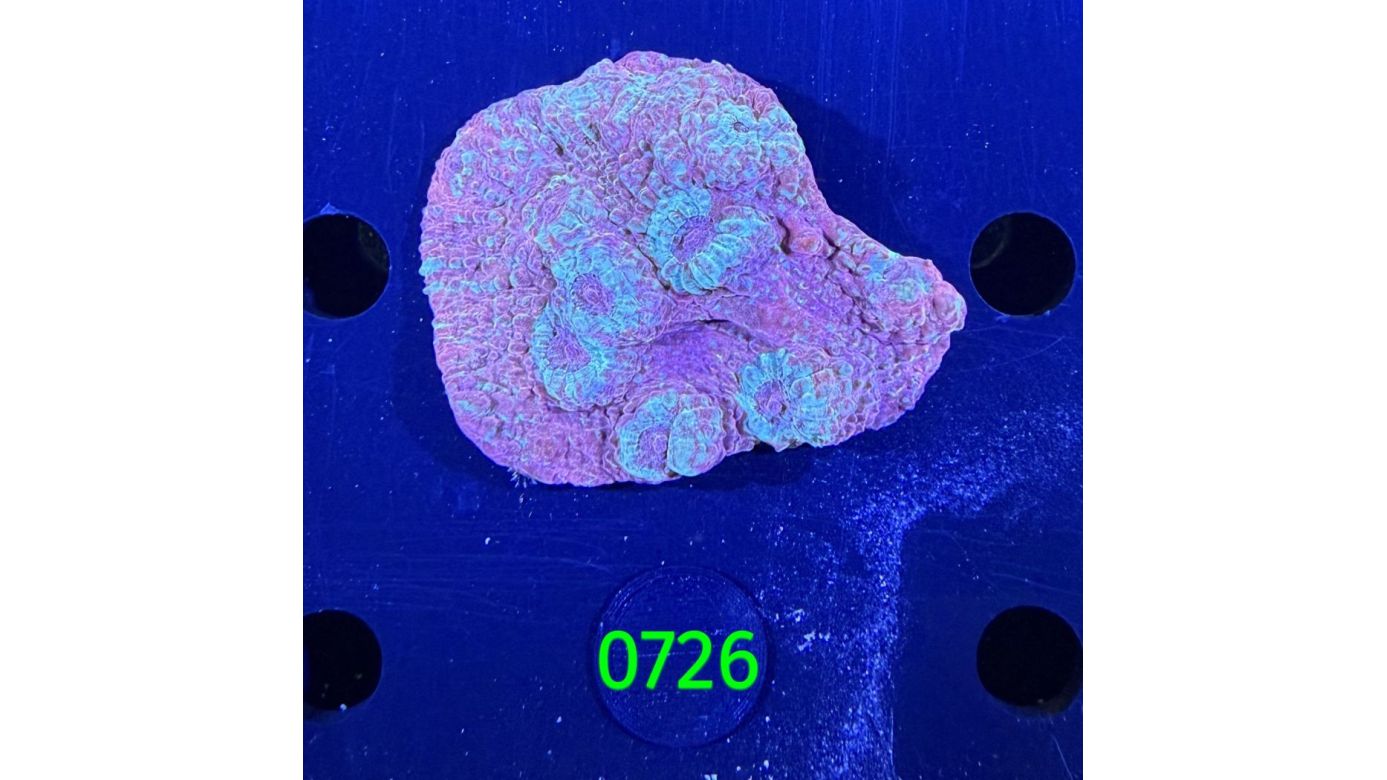 Echinophyllia/Chalice WYSIWYG 0726