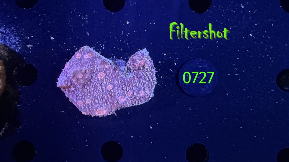 Echinophyllia/Chalice WYSIWYG 0727