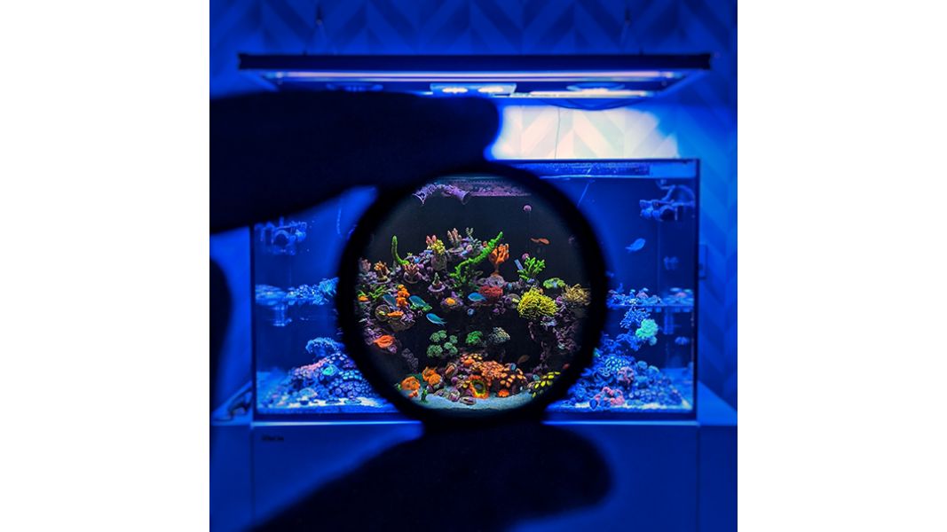 D-D Coral Colour Lense XL