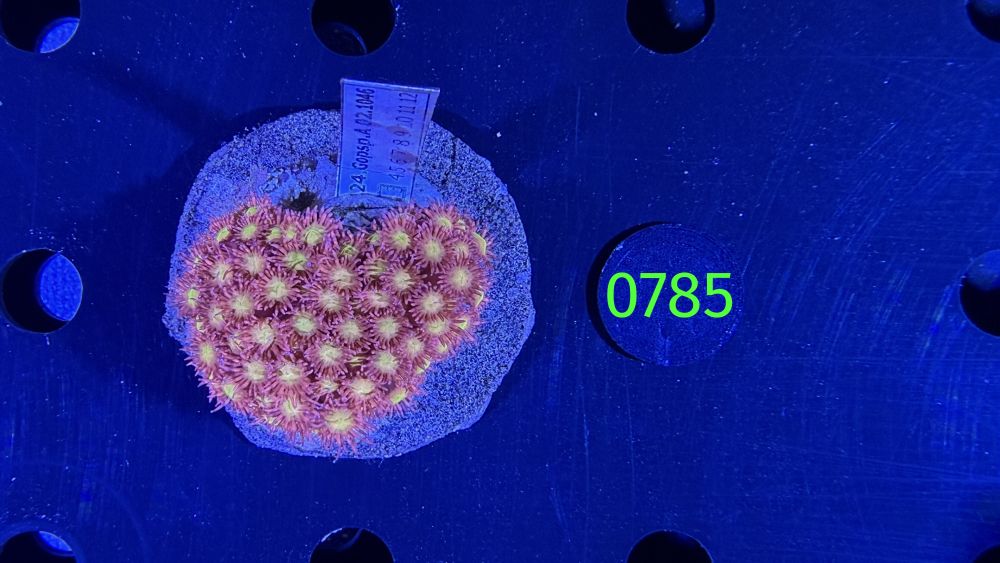 Goniopora sp. WYSIWYG 0785