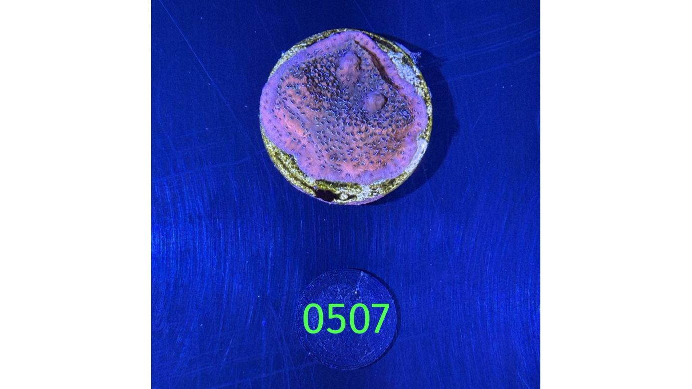 Montipora sp.- Kleinpolypige Steinkoralle "mystic Sunset" Deutsche Nachzucht 0507