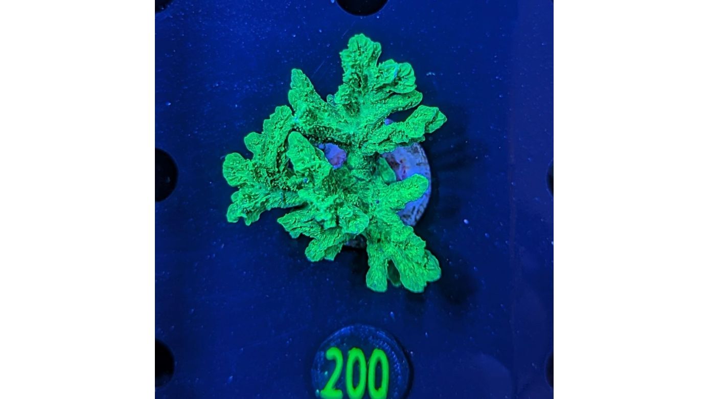 Hydnophora grandis - Großpolypige Steinkoralle Toxisch grün Deutsche Nachzucht 0200