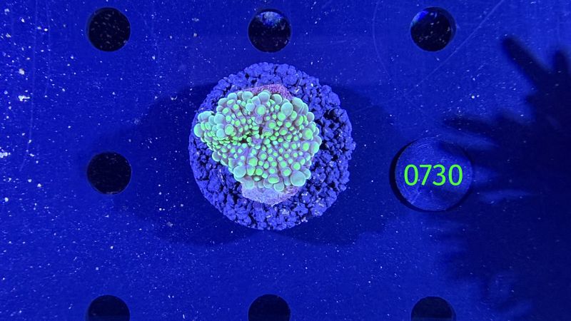 Ricordea sp. WYSIWYG 0730