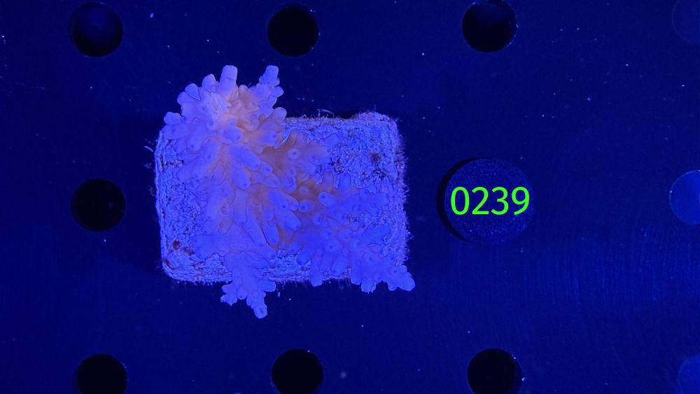 Acropora sp. WYSIWYG 0239