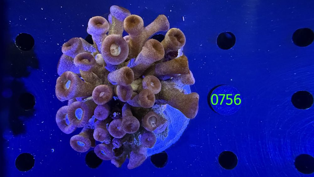 Zoanthus sp. WYSIWYG 0756