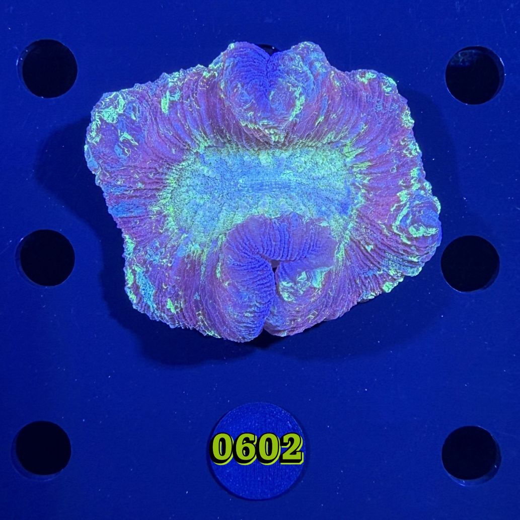 Trachyphyllia geoffroyi WYSIWYG 0602