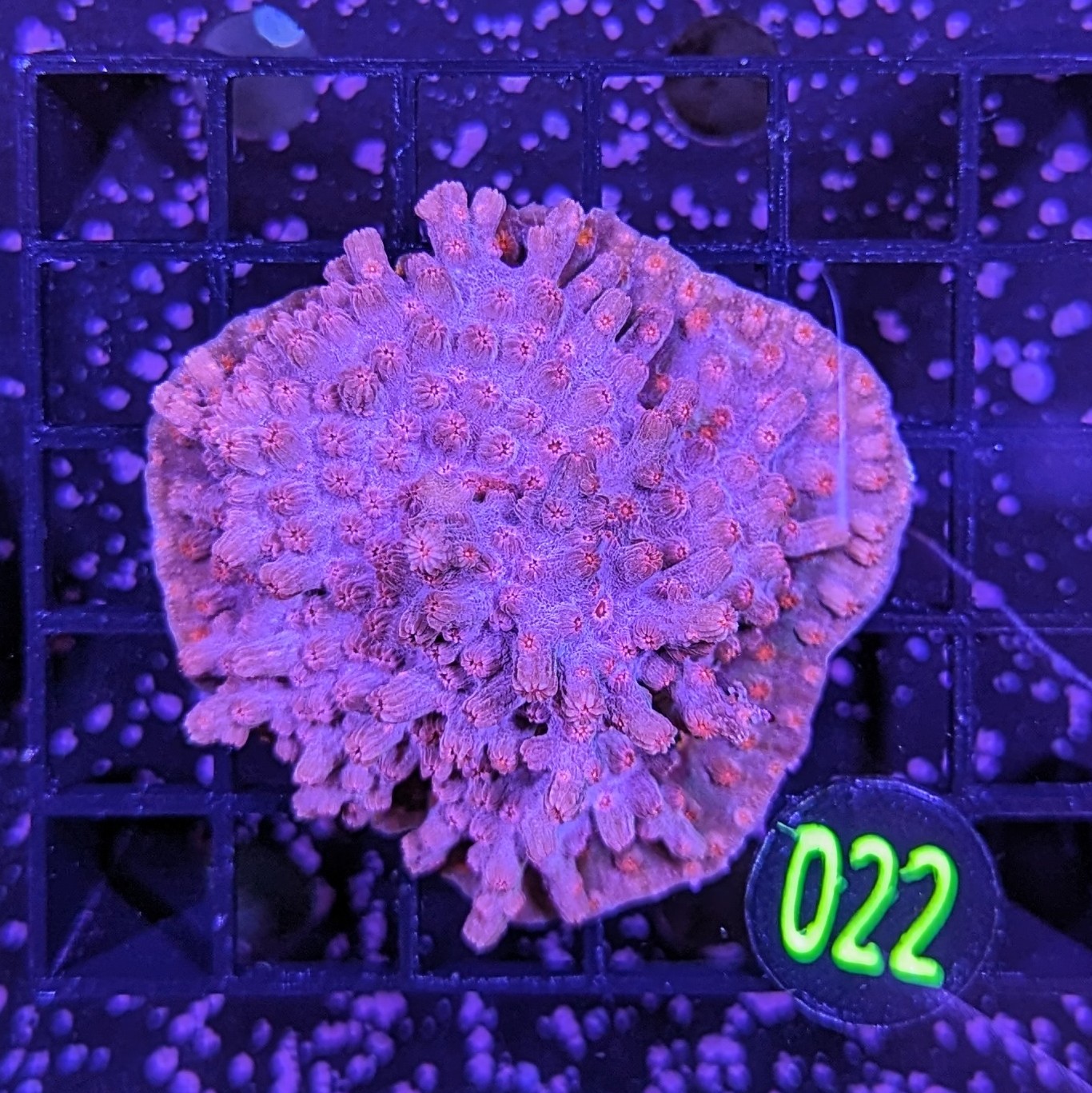 Cyphastrea decadia - Knaufkoralle Rot Deutsche Nachzucht 0022