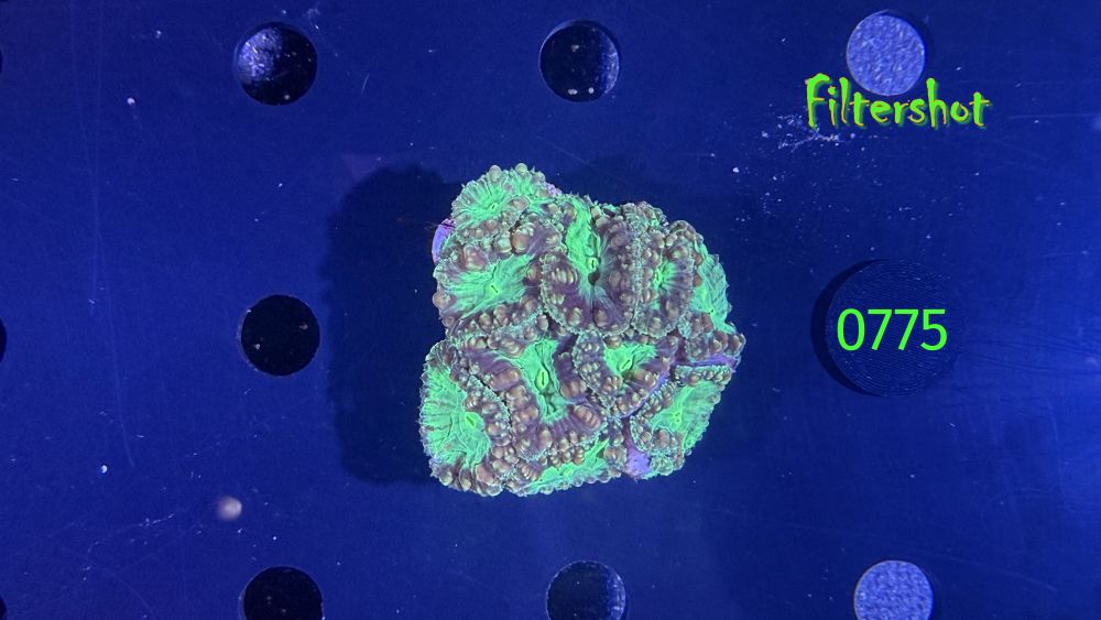 Blastomussa welsi WYSIWYG 0775