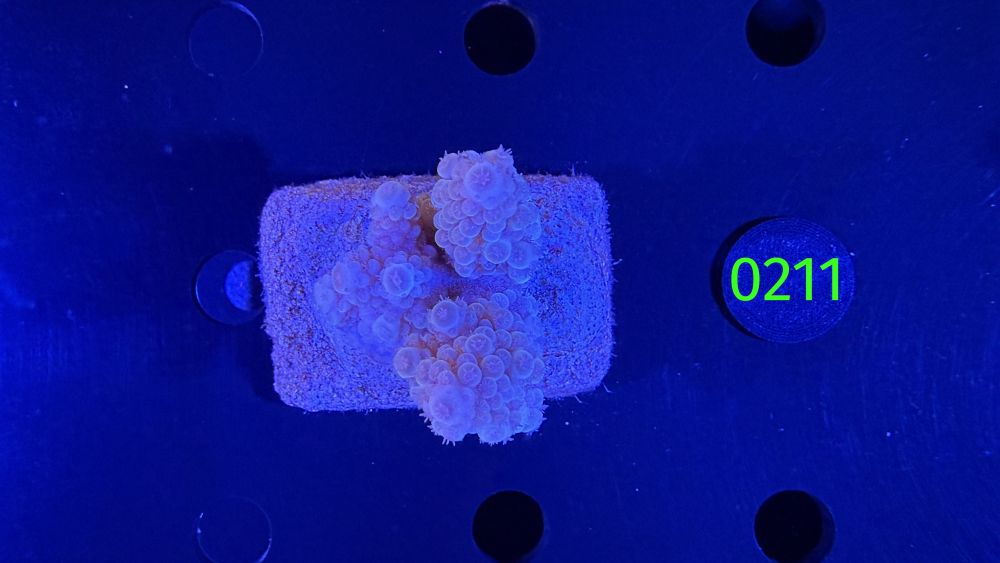 Acropora sp. WYSIWYG 0211