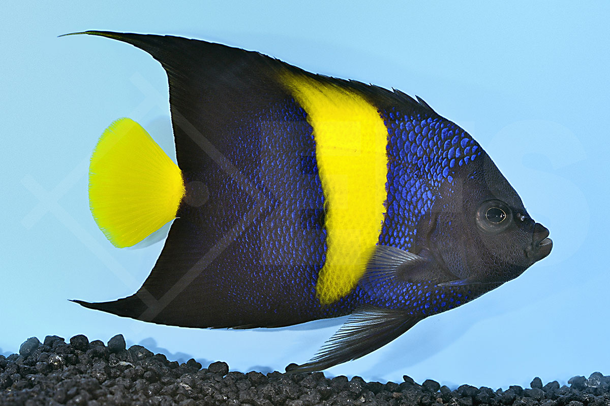 Pomacanthus asfur - Halbmond Kaiserfisch Adult