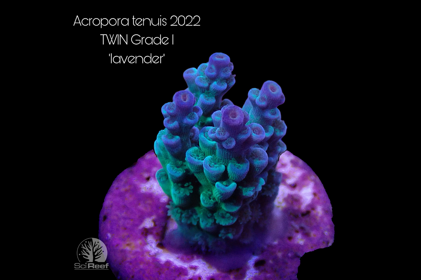 SciReef Acropora tenuis TWIN Grade 1 "lavender" 0292