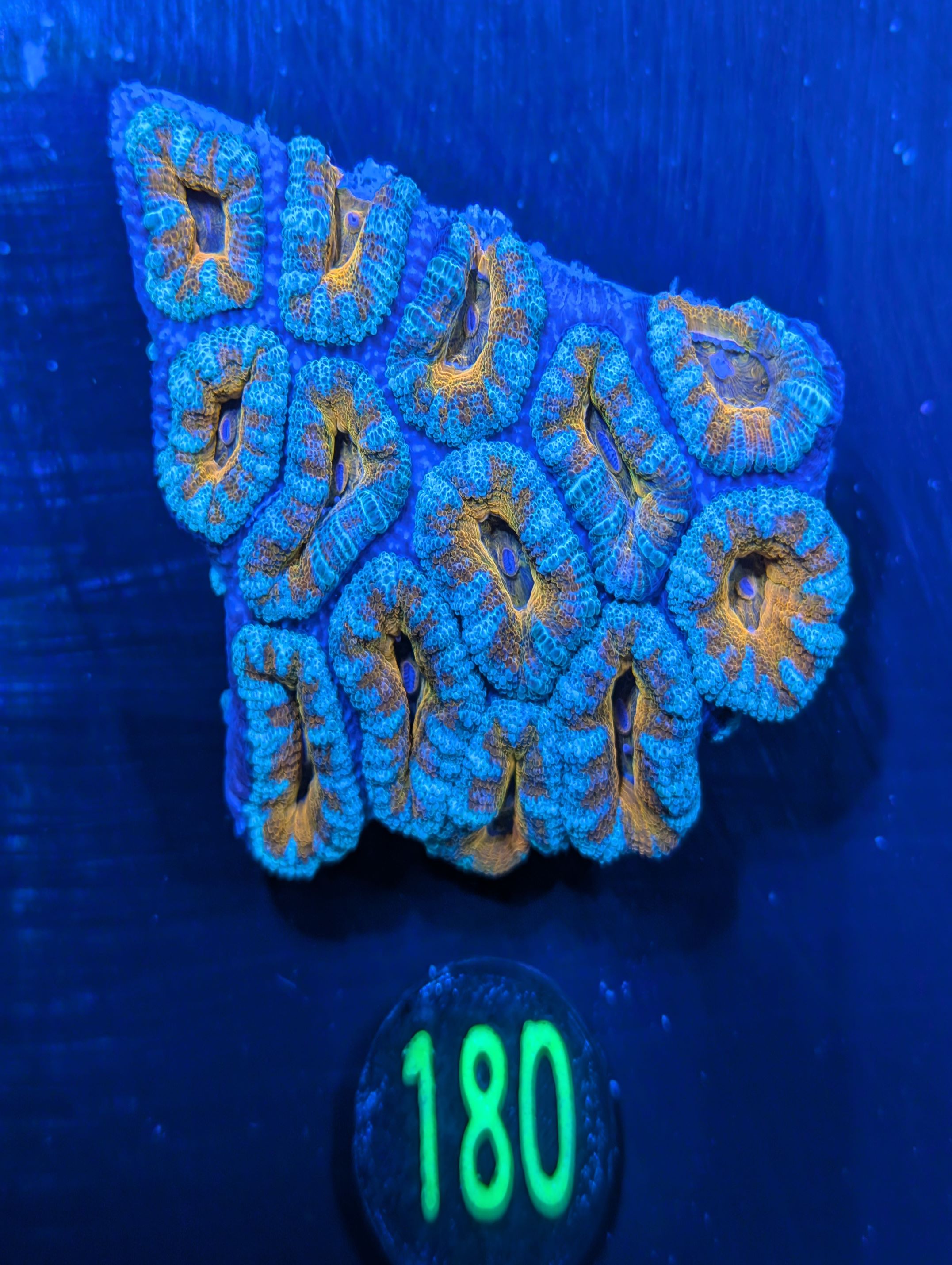 Acanthastrea lordhowensis -Ausi- 0180