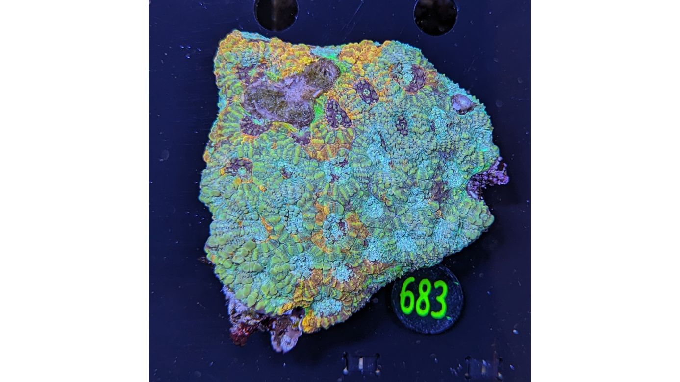 Acanthastrea echinata WYSIWYG 0683