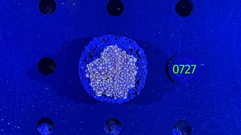 Ricordea sp. WYSIWYG 0727