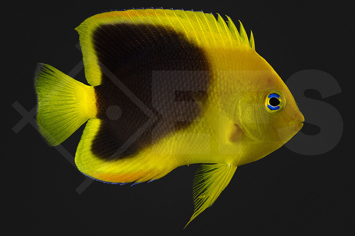 Holacanthus tricolor - Felsenschönheit Kaiserfisch