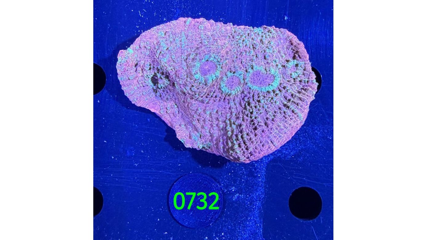 Echinophyllia/Chalice WYSIWYG 0732