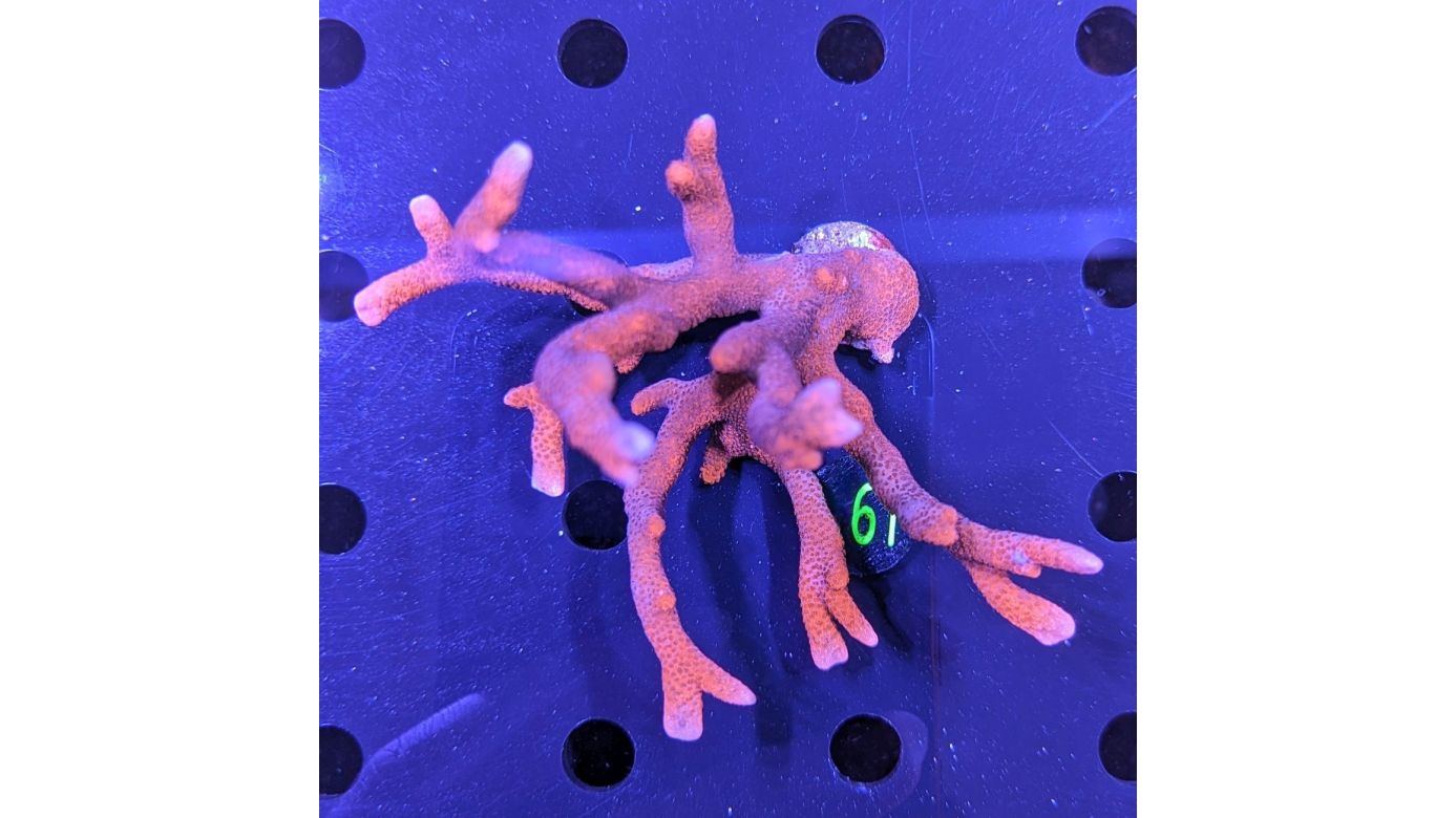 Montipora digitata - Kleinpolypige Steinkoralle Rot Deutsche Nachzucht 0061