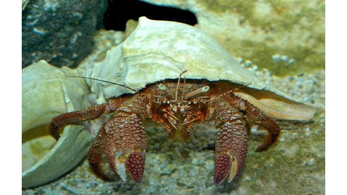 Petrochirus diogenes - Karibischer Riesen Einsiedlerkrebs
