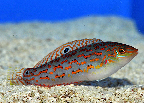 Halichoeres Timorensis - Timor Lippfisch