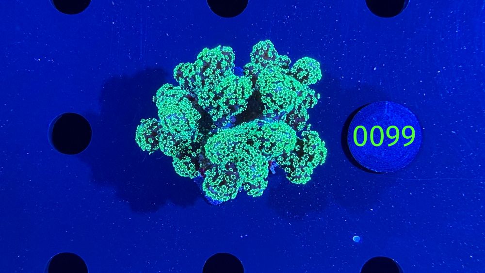 Stylophora pistillata - Steinkoralle "grün" DNZ 0099