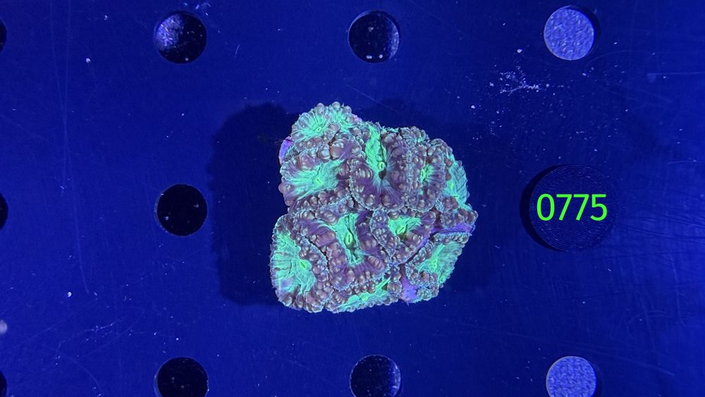 Blastomussa welsi WYSIWYG 0775