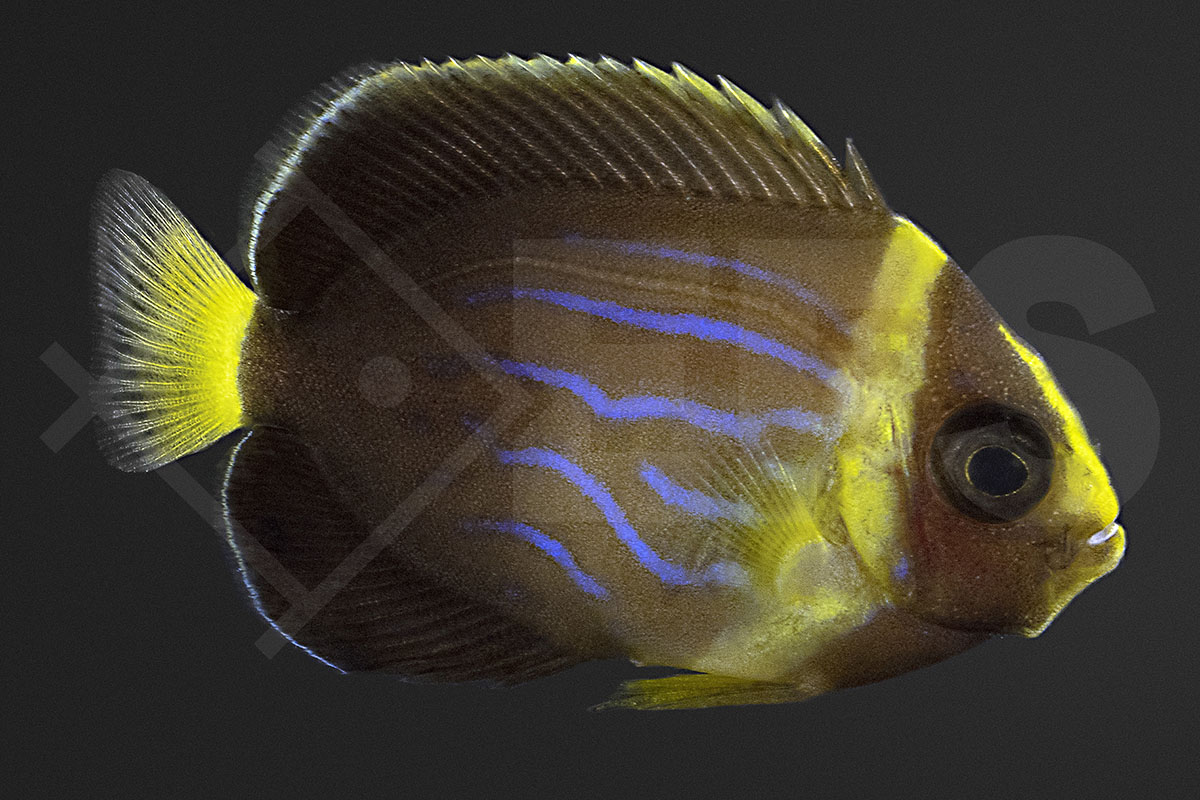 Chaetodontoplus septentrionalis - Blaustreifen Samtkaiserfisch
