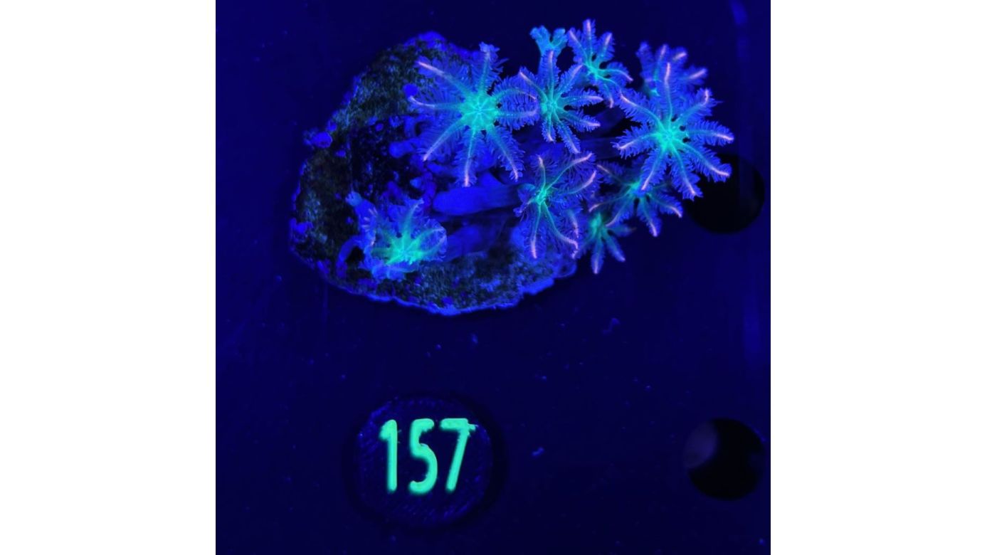 Clavularia sp. - Röhrenkoralle Tricolor Deutsche Nachzucht 0157