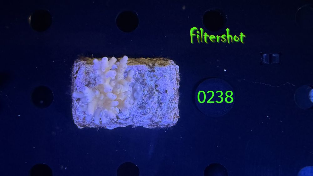 Acropora sp. WYSIWYG 0238