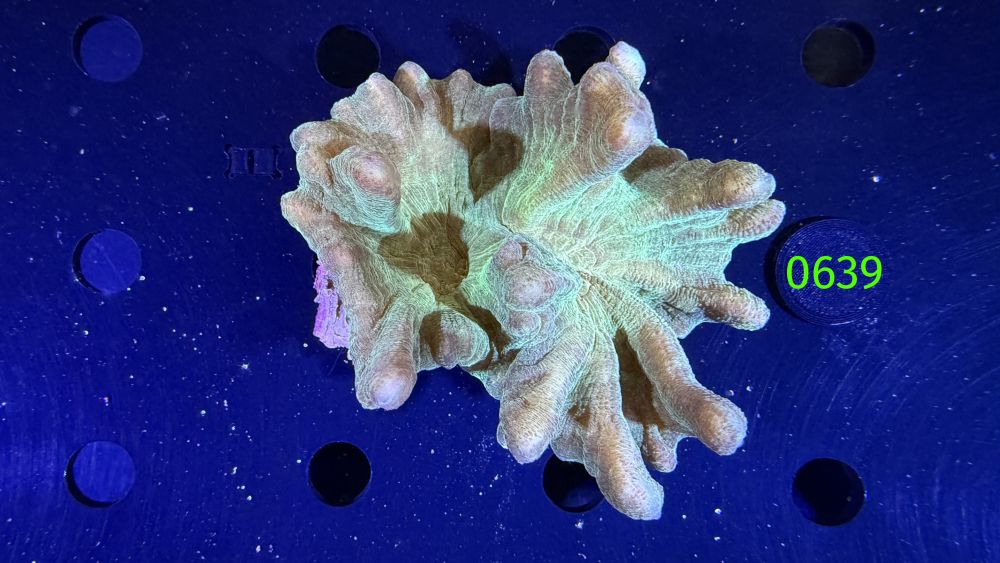 Pectinia sp. WYSIWYG 0639