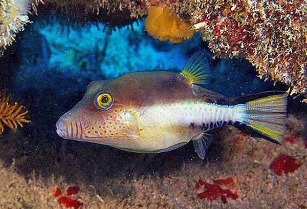 Canthigaster rostrata - Karibischer Spitznasen Kugelfisch