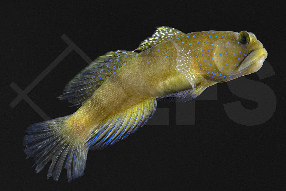 Cryptocentrus cinctus - Zitronengrundel