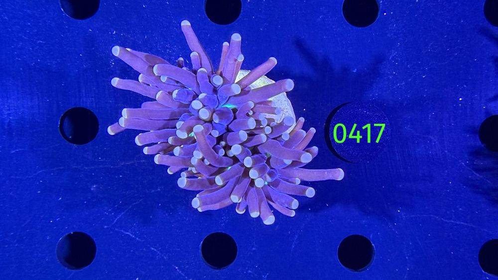 Euphyllia glabrescens - Fackelkoralle Torch "Joker" 0417