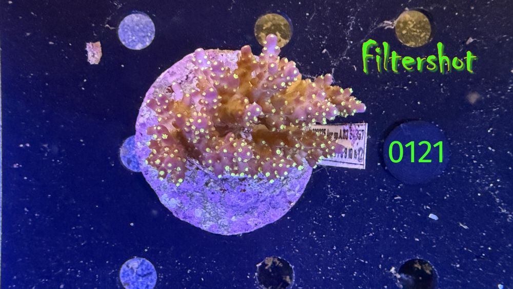 Acropora sp. WYSIWYG 0121