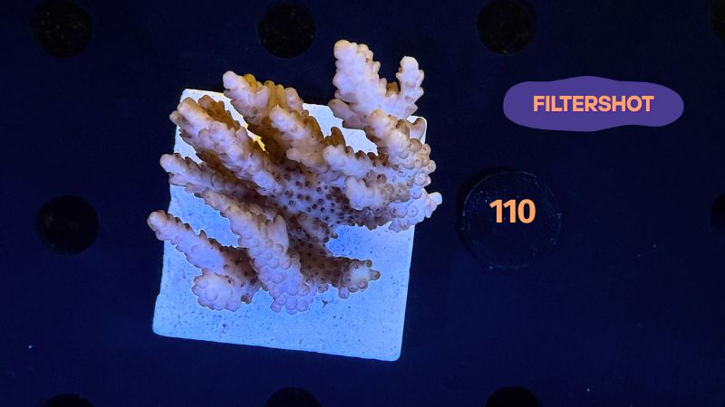 Acropora sp. WYSIWYG 0110