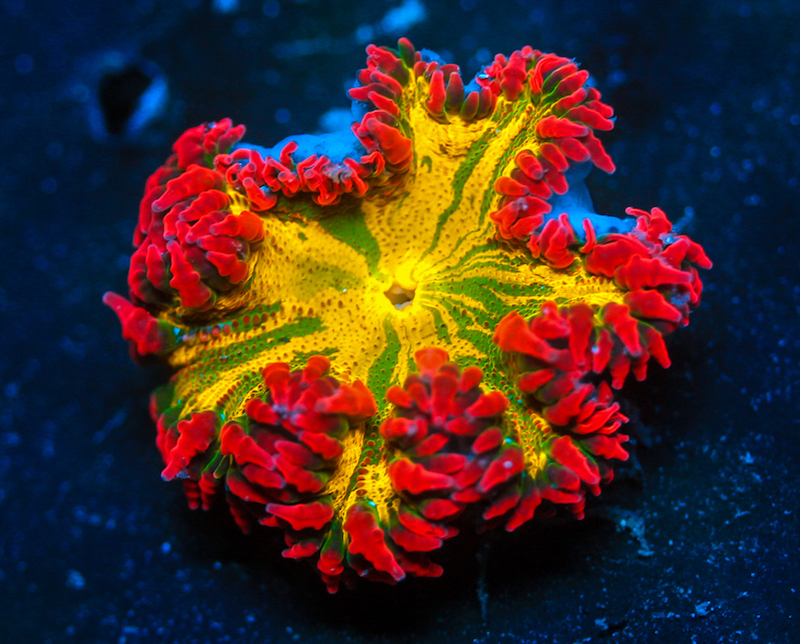 Phymanthus crucifer - Perlenanemone Multicolor Ultra